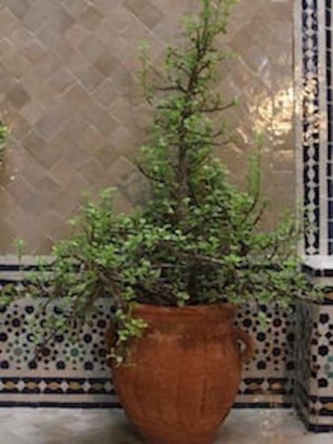 Traditional Moroccan House *